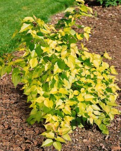 Leycesteria formosa Golden Lanterns 40- 60 cm