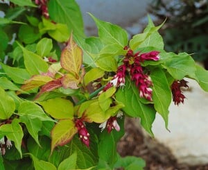 Leycesteria formosa Golden Lanterns 40- 60 cm