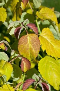 Leycesteria formosa Golden Lanterns 40- 60 cm