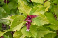 Leycesteria formosa Golden Lanterns 40- 60 cm