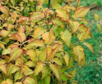 Leycesteria formosa Golden Lanterns 40- 60 cm