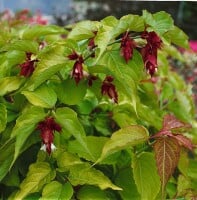 Leycesteria formosa Golden Lanterns 40- 60 cm