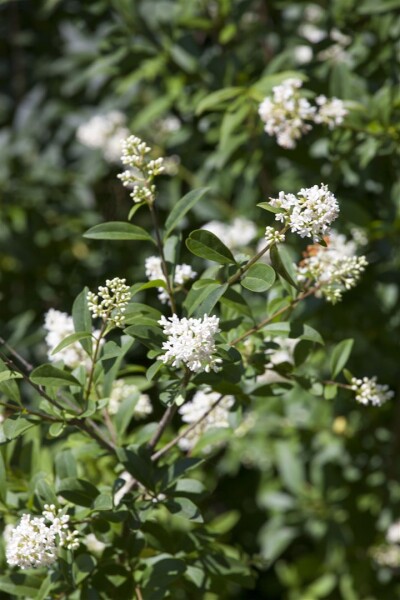 Ligustrum ovalifolium mb 150-175 cm kräftig