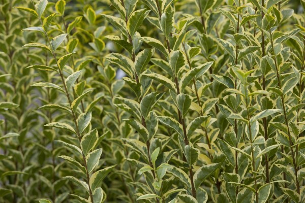 Ligustrum ovalifolium Aureum Stammhöhe 60 cm + Krone