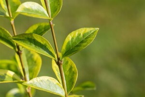 Ligustrum ovalifolium Aureum Stammhöhe 60 cm + Krone