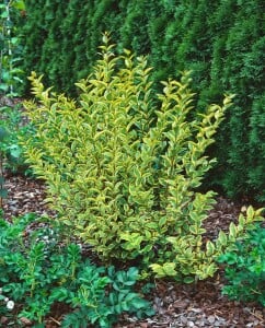 Ligustrum ovalifolium Aureum Stammhöhe 60 cm + Krone