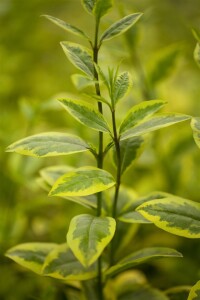 Ligustrum ovalifolium Aureum Stammhöhe 60 cm + Krone