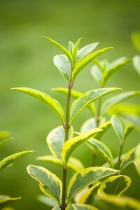 Ligustrum ovalifolium Aureum Stammhöhe 60 cm + Krone