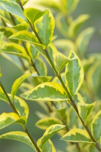 Ligustrum ovalifolium Aureum Stammhöhe 60 cm + Krone