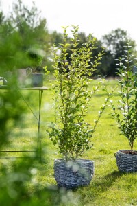 Ligustrum ovalifolium Aureum Stammhöhe 60 cm + Krone