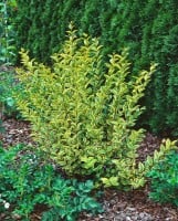 Ligustrum ovalifolium Aureum Stammhöhe 60 cm + Krone