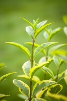 Ligustrum ovalifolium Aureum Stammhöhe 60 cm + Krone