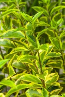 Ligustrum ovalifolium Aureum Stammhöhe 60 cm + Krone