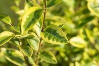 Ligustrum ovalifolium Aureum Stammhöhe 60 cm + Krone