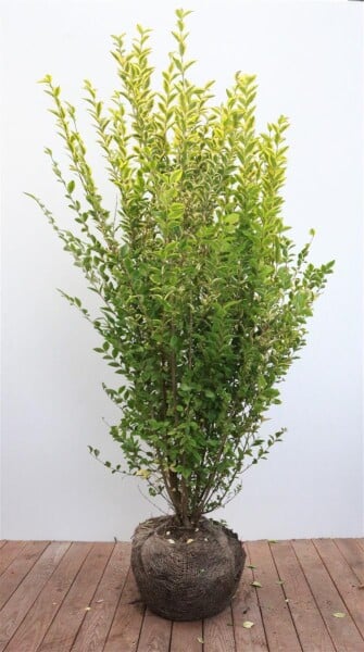 Ligustrum ovalifolium Aureum 125- 150 cm