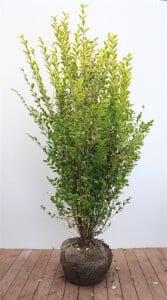 Ligustrum ovalifolium Aureum 125- 150 cm