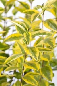 Ligustrum ovalifolium Aureum 125- 150 cm