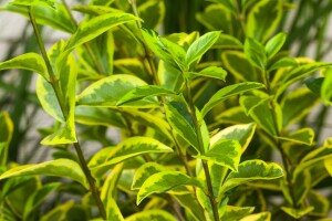 Ligustrum ovalifolium Aureum 125- 150 cm