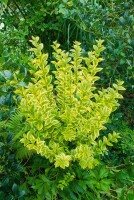 Ligustrum ovalifolium Aureum 125- 150 cm