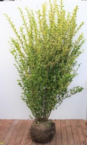 Ligustrum ovalifolium Aureum mb 175- 200 cm sehr kräftig