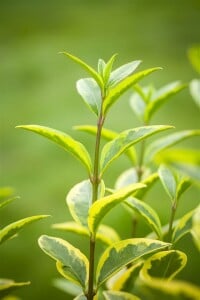 Ligustrum ovalifolium Aureum mb 175- 200 cm sehr kräftig