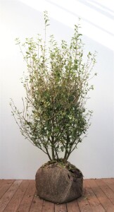 Ligustrum vulgare Atrovirens kräftig 3xv mb 100-125 cm kräftig