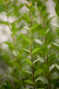 Ligustrum vulgare Atrovirens kräftig 3xv mb 100-125 cm kräftig