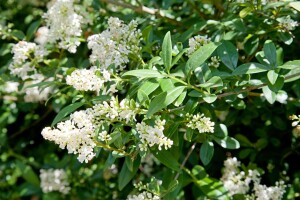 Ligustrum vulgare Atrovirens kräftig 3xv mb 100-125 cm kräftig