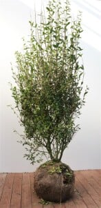 Ligustrum vulgare Atrovirens kräftig 3xv 125- 150 cm cm kräftig