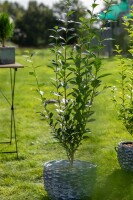 Ligustrum vulgare Atrovirens kräftig 3xv 125- 150 cm cm kräftig