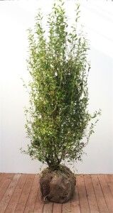 Ligustrum vulgare Atrovirens kräftig 3xv mb 150-175 cm kräftig