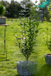 Ligustrum vulgare Atrovirens kräftig 3xv mb 150-175 cm kräftig