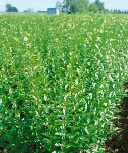 Ligustrum vulgare Atrovirens kräftig 3xv mb 150-175 cm kräftig