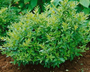 Ligustrum vulgare Lodense 60- 80 cm
