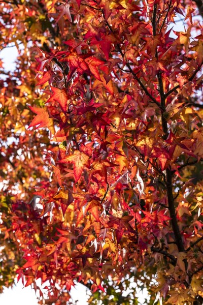 Liquidambar styraciflua Worplesdon 125- 150 cm