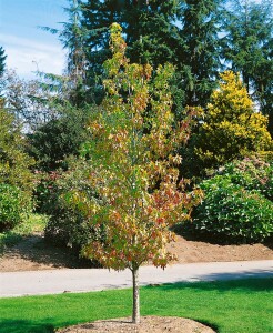 Liquidambar styraciflua Worplesdon 125- 150 cm