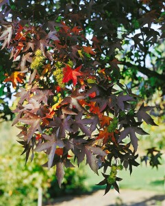 Liquidambar styraciflua Worplesdon 125- 150 cm