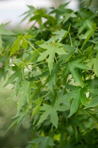 Liquidambar styraciflua Worplesdon 125- 150 cm