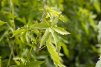 Liquidambar styraciflua Worplesdon 125- 150 cm