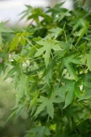 Liquidambar styraciflua Worplesdon 125- 150 cm