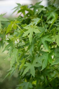 Liquidambar styraciflua Worplesdon kräftig C25 175-200