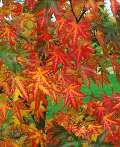 Liquidambar styraciflua Worplesdon kräftig C25 175-200