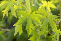 Liquidambar styraciflua Worplesdon kräftig C25 175-200