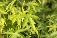 Liquidambar styraciflua Worplesdon kräftig C25 175-200