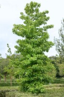 Liquidambar styraciflua Worplesdon kräftig C25 175-200