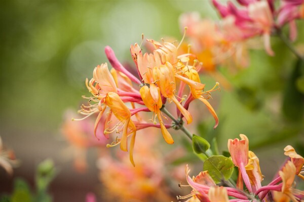 Lonicera heckrottii America Beauty 5 L Eck 80-100