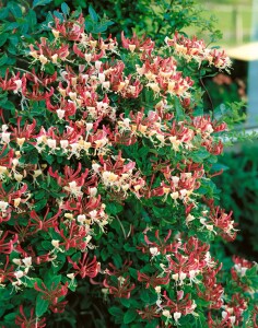 Lonicera heckrottii America Beauty 5 L Eck 80-100