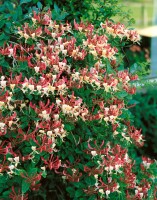 Lonicera heckrottii America Beauty 7,5l 150-200