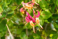 Lonicera heckrottii Goldflame 7,5l 150-200