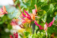 Lonicera heckrottii Goldflame 7,5l 150-200